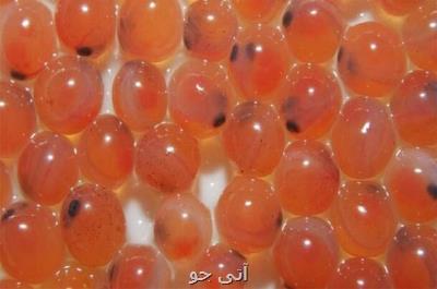 ساخت دستگاهی برای تشخیص تخم سالم ماهی برای نخستین بار