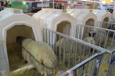 توسعه صنعت دام و طیور با اجرای ۱۳ پروژه ملی کارآمدتر می شود