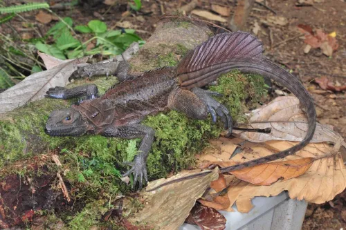 اژدهایان بادبانی خزندگان افسانه ای که روی آب می دوند