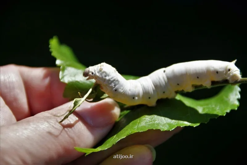 استفاده از کرم ابریشم برای رویارویی با پیری