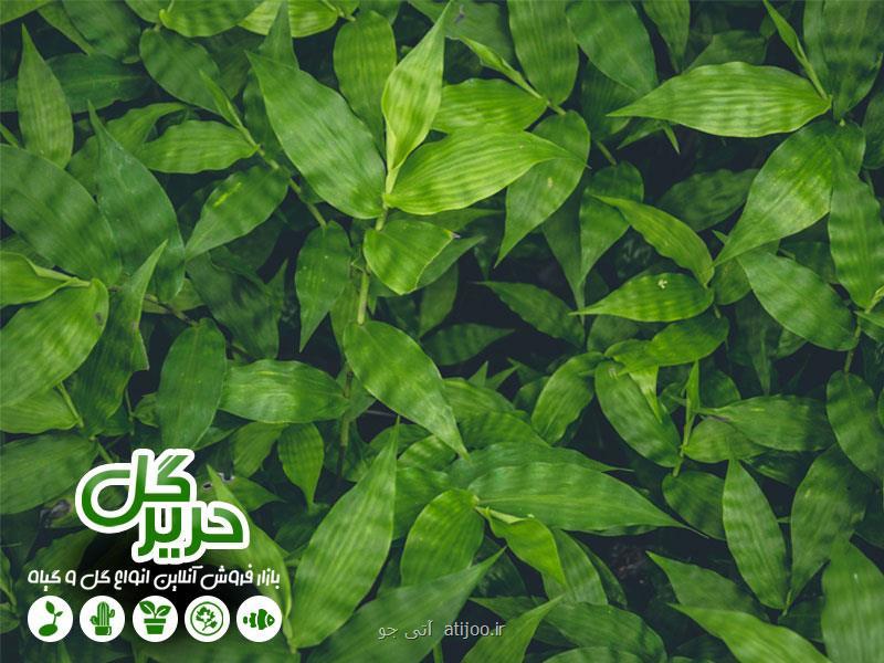 چند ترفند ساده برای خوشگلاسیون منزل شما با گیاهان آپارتمانی