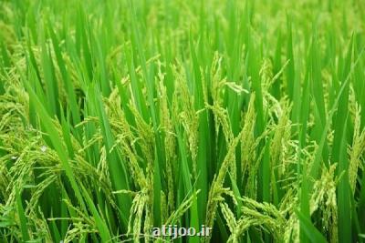 ۳ هدف جامعه جهانی برای تولید محصولات تراریخته